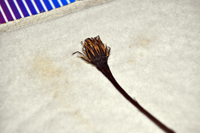 Detalle 2